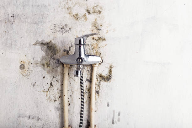 Lockhart, FL Mold Removal Company