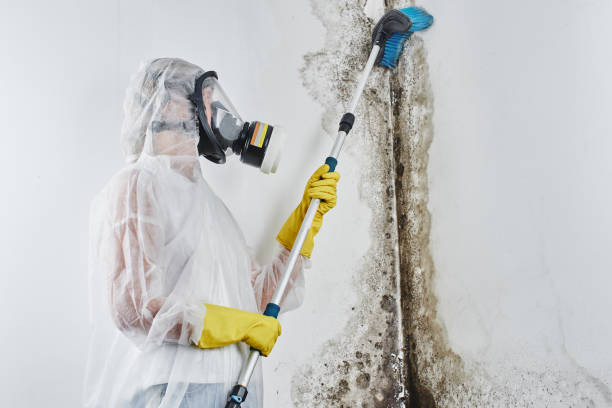 Mold Testing and Removal in Lockhart, FL