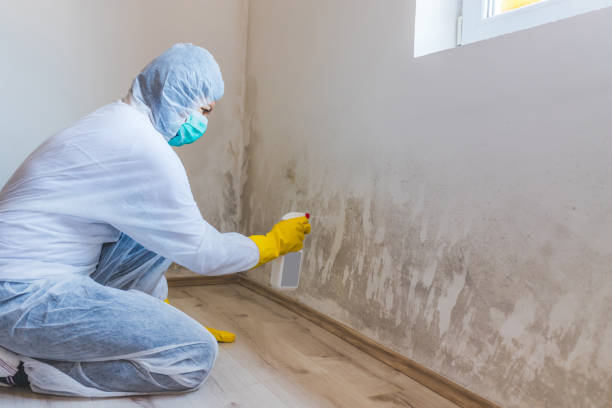 Mold Removal Process in Lockhart, FL