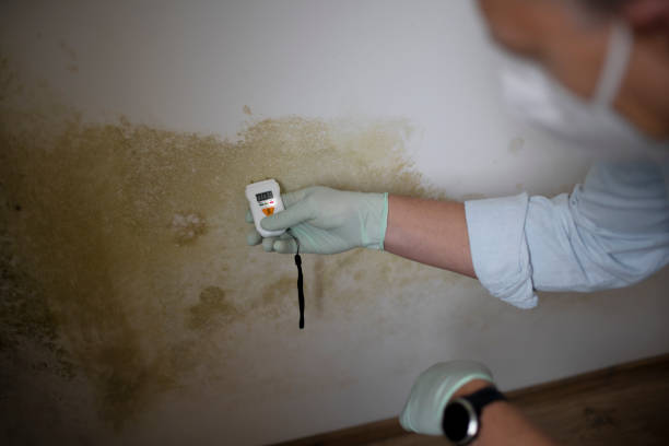 Best Residential Mold Removal  in Lockhart, FL
