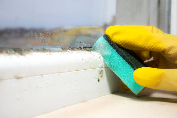 Best Residential Mold Removal  in Lockhart, FL