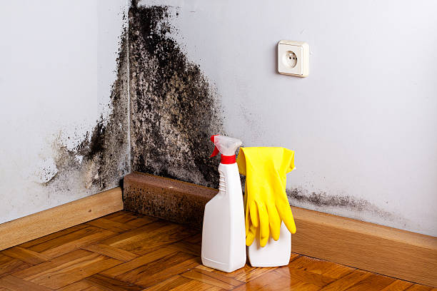 Best Attic Mold Removal  in Lockhart, FL